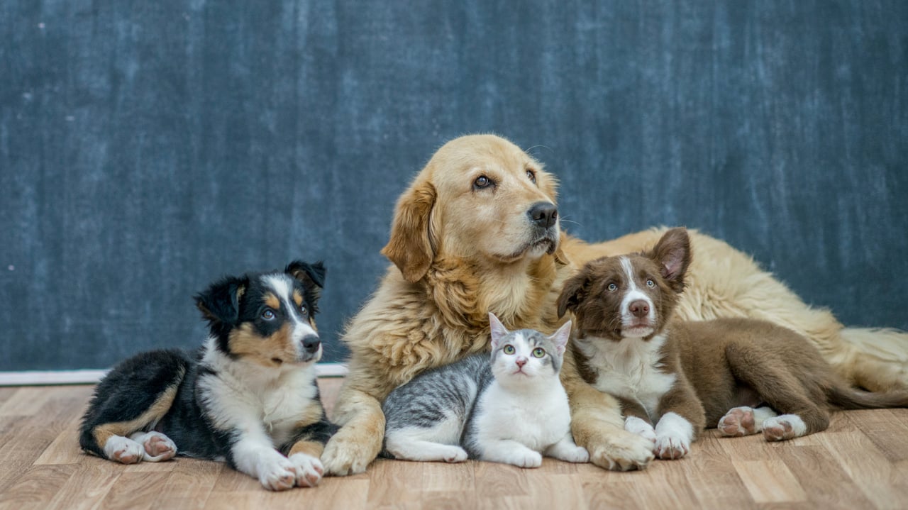 Moving to Portugal with Your Pet: Here's What You Need To Know