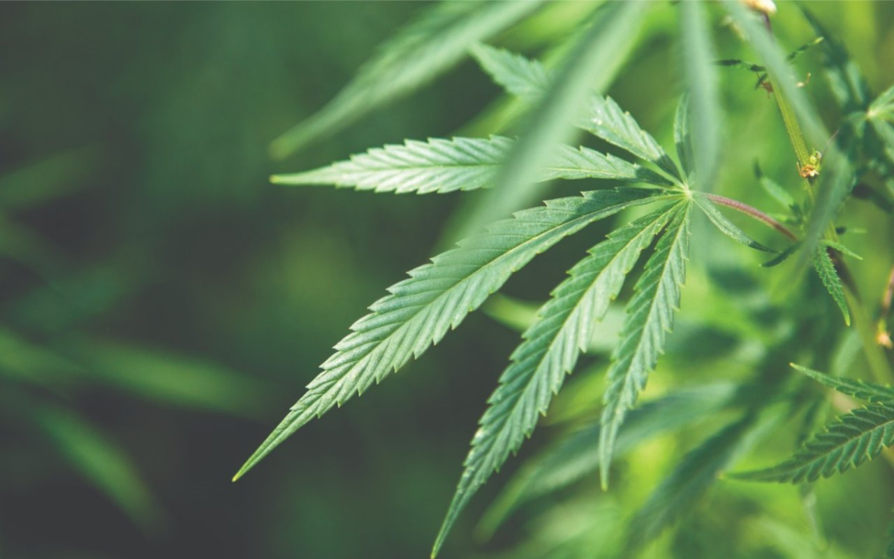Recreational Cannabis and Residential Real Estate