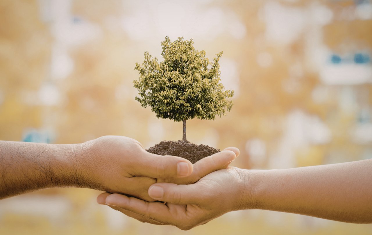 Hands holding a young tree seedling with exposed roots, symbolizing growth, sustainability, and environmental care.