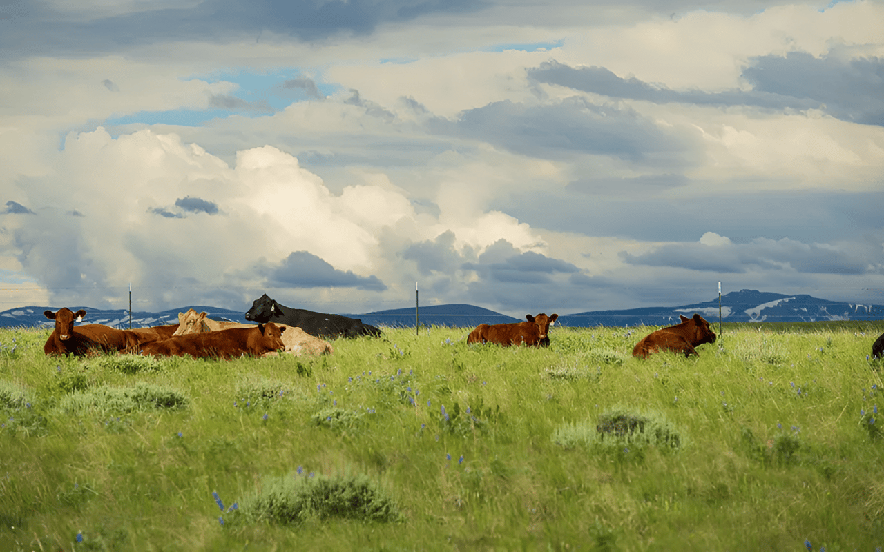 Grazing on Public Land