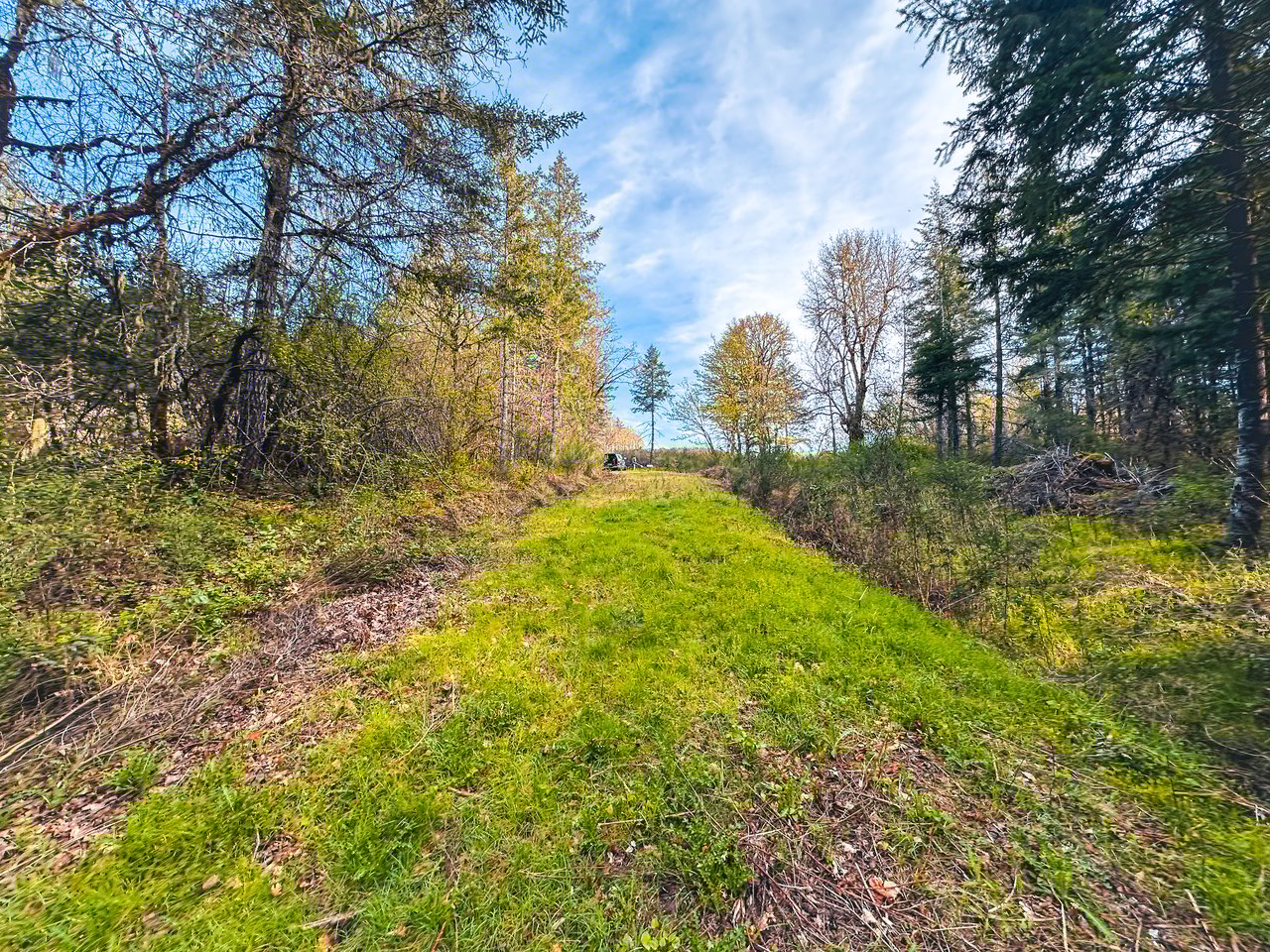 Liberty Forest Auction