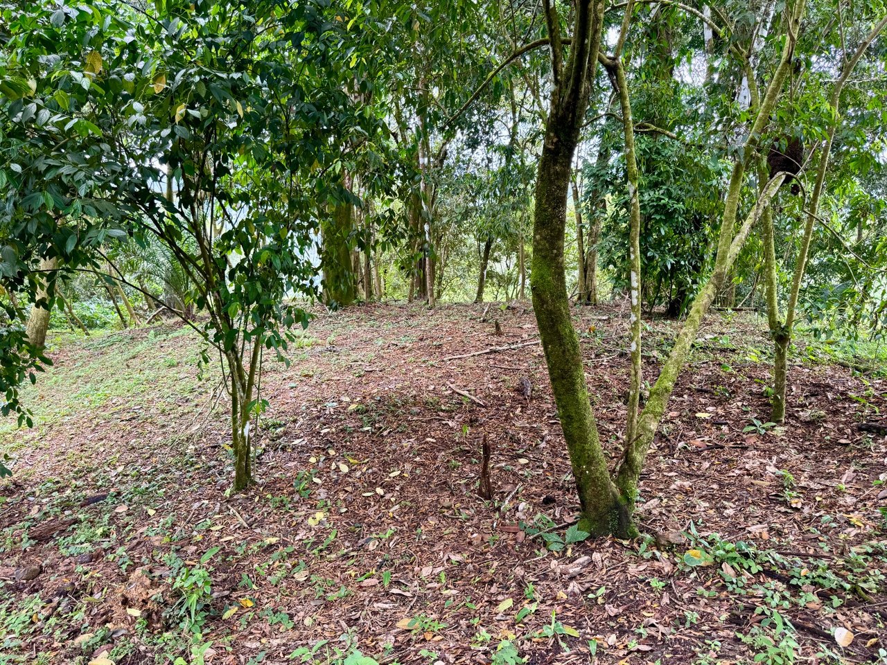 3 ACRES – Beautiful Mountain View Property, Small Ocean Window, Public Road Frontage, Multiple Building Sites, Many Fruit Trees!!!!