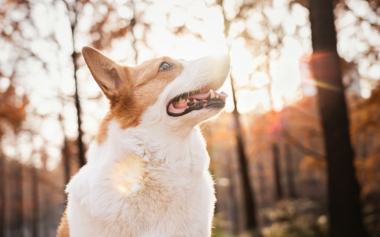 Fun with Your Pets in Mansfield TX