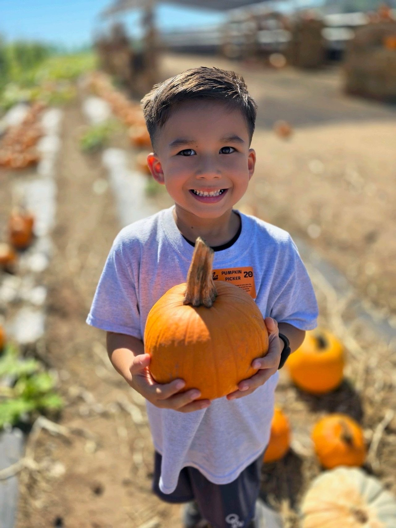 All American Boy picking pumpkins at Tanaka Farms