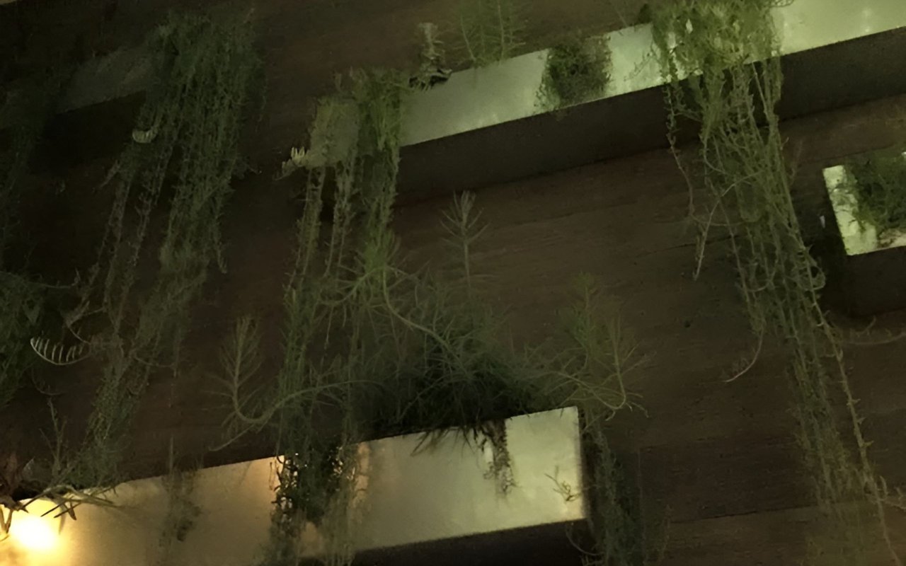 Toca Madera interior with hanging greenery against a dark wood wall.