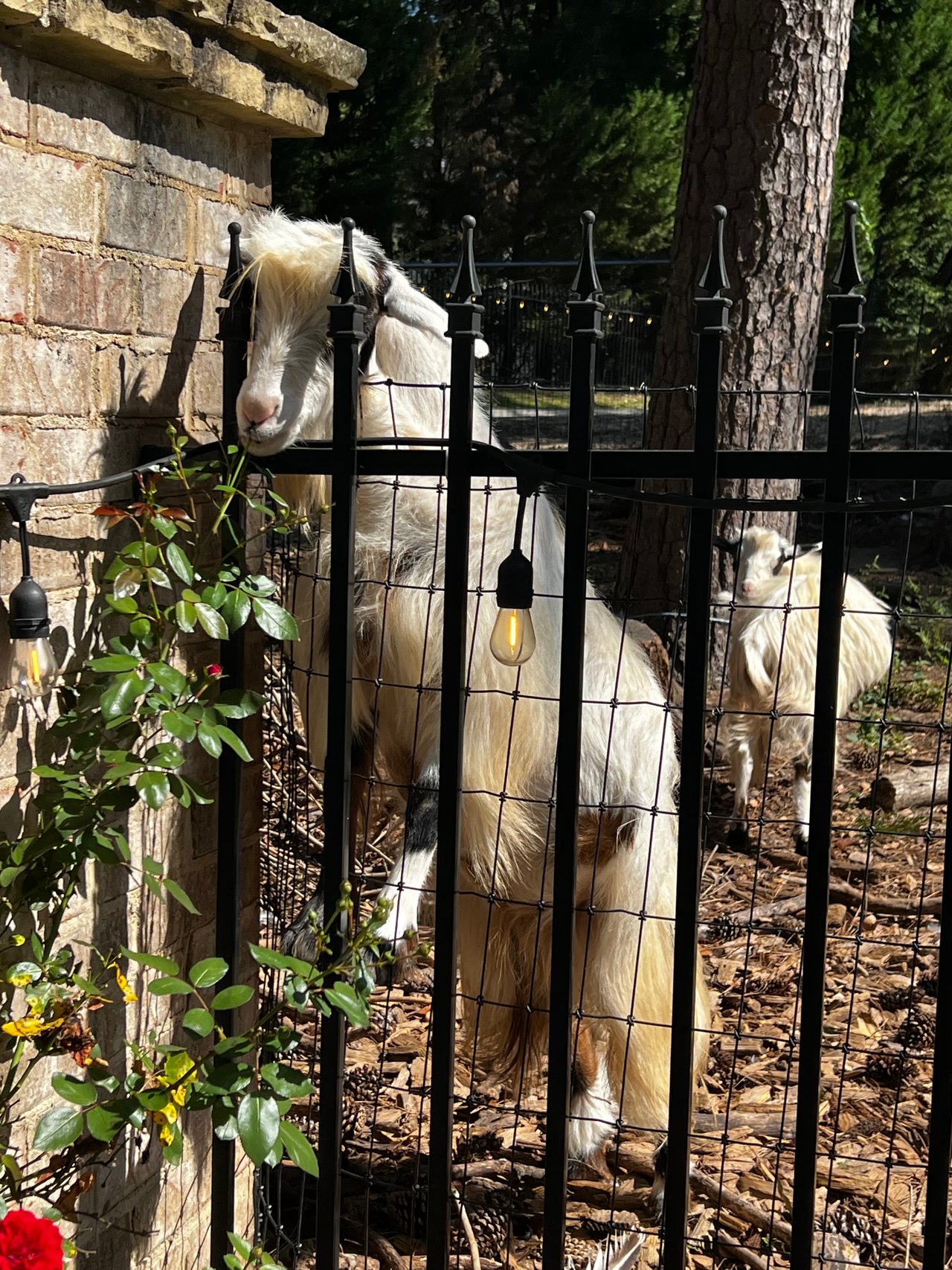Buckhead Goats: A Unique Charm in the Heart of Atlanta