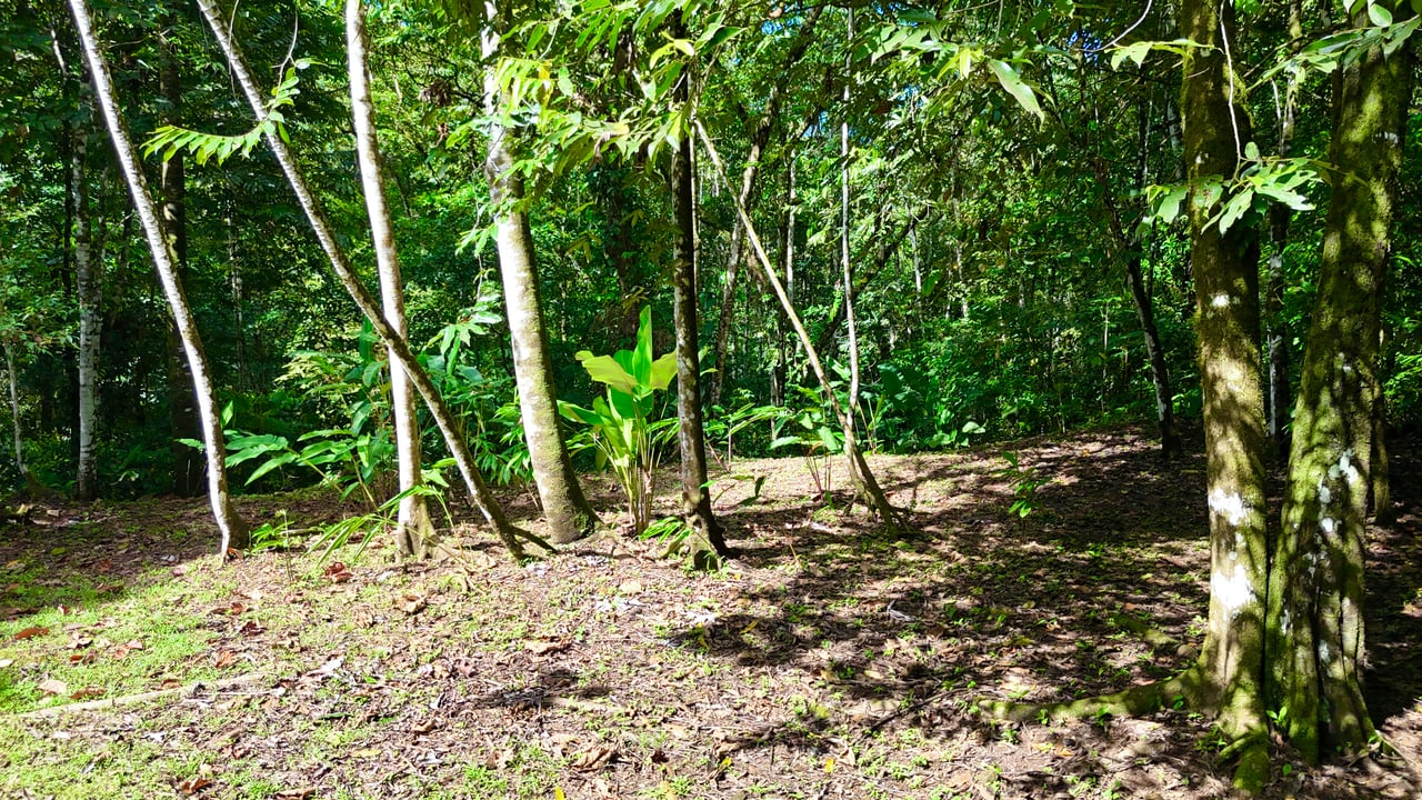 Selva Vista Estate – 5.9 Acres of Wild Beauty