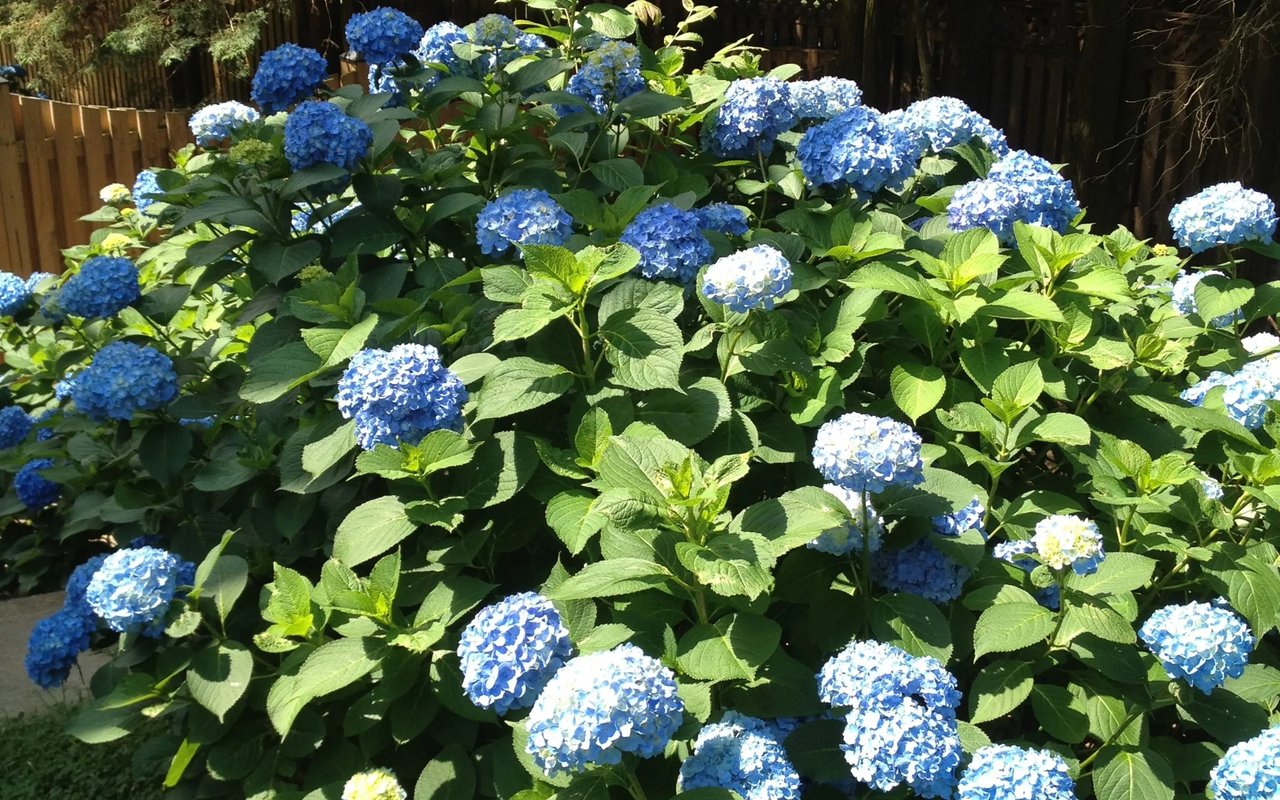 For the Love of Flowers!
