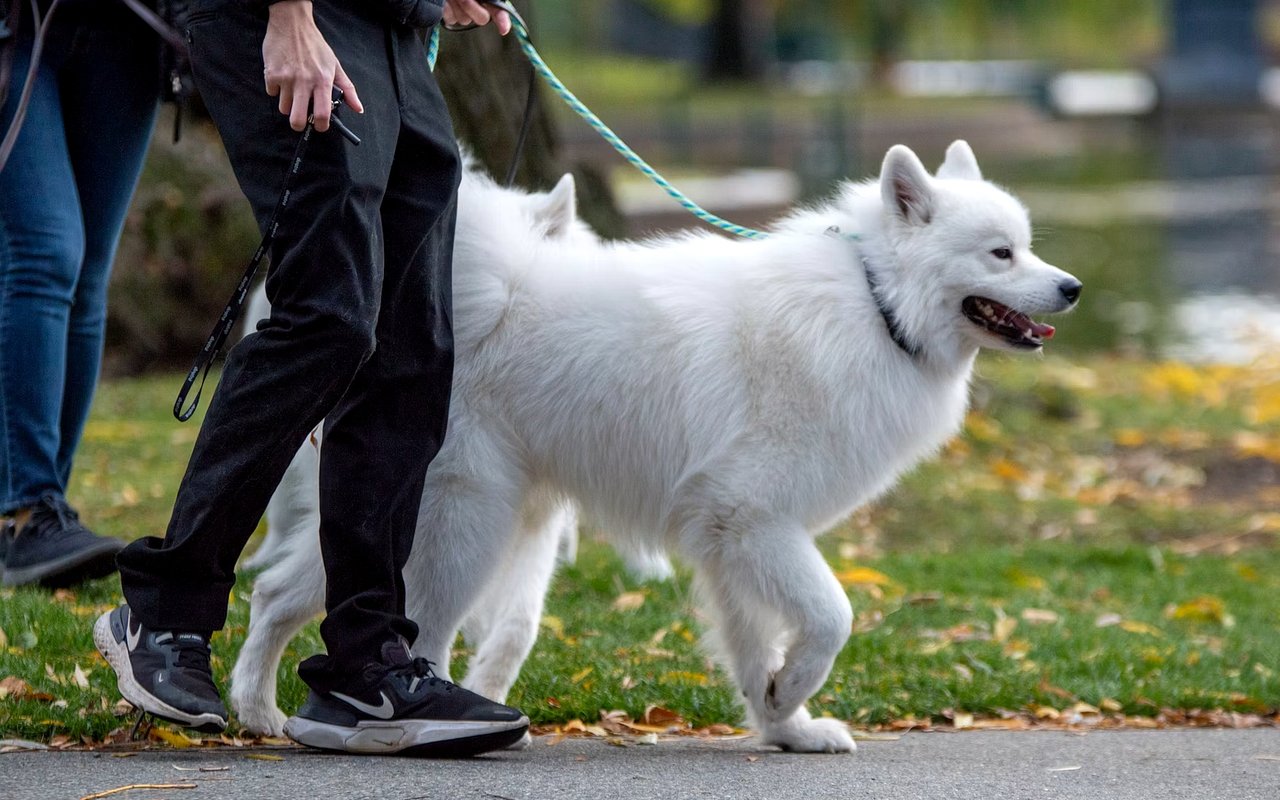Dog Parks and Pet-Friendly Trails in Sunset Hills, MO