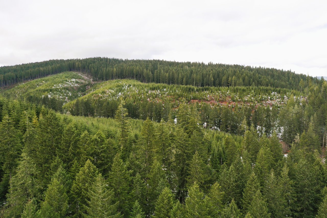 ARC Woods