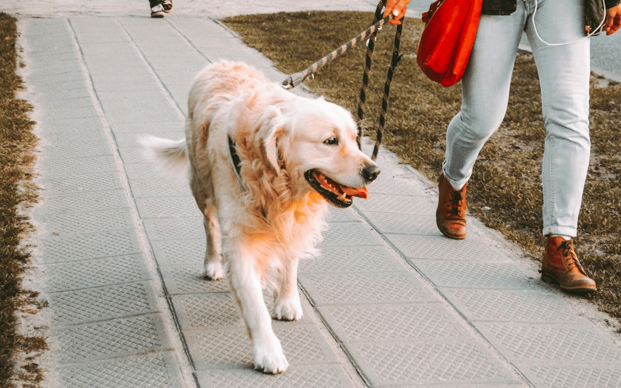 Fun with Your Pets in San Antonio cover