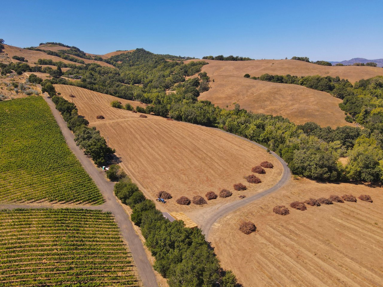Tambor Vineyard Estate