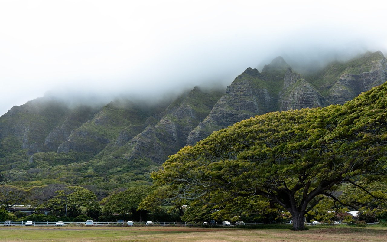 Cloud-covered green mountains rise behind a spreading tree and open field on Oahu.