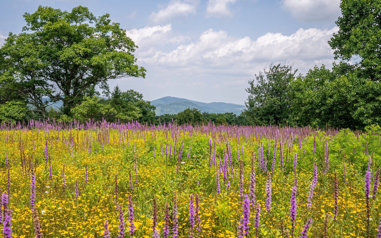 Cedar Mountain