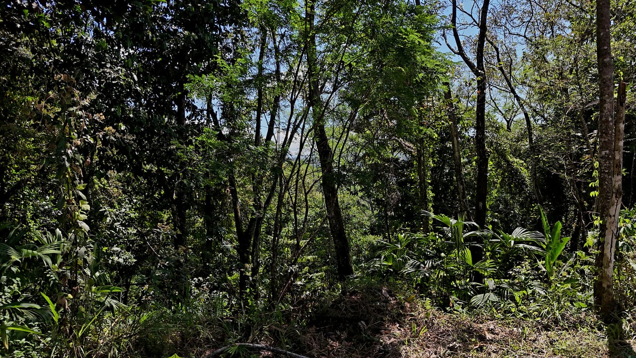 Ocean View Property with Plantel and Trails in Hatillo – Ready to Build