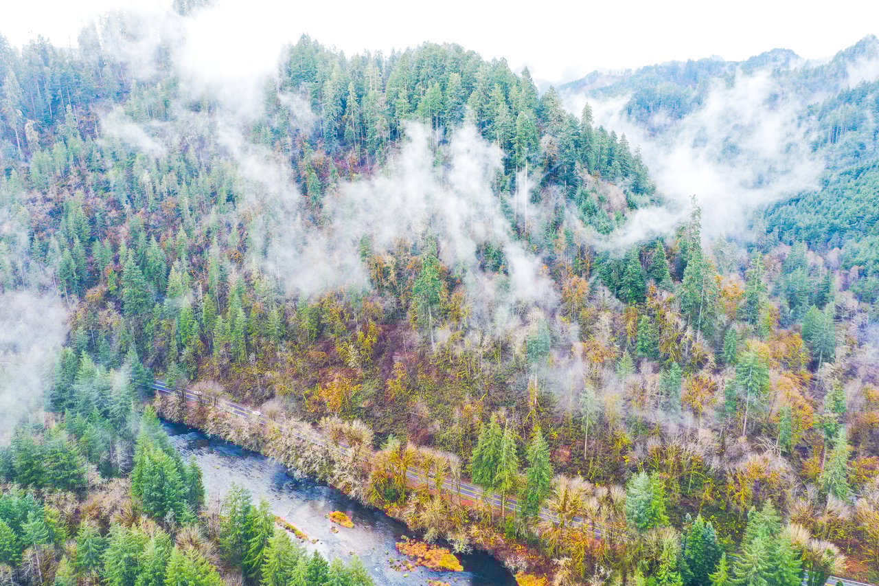 Waite Creek Woodlands