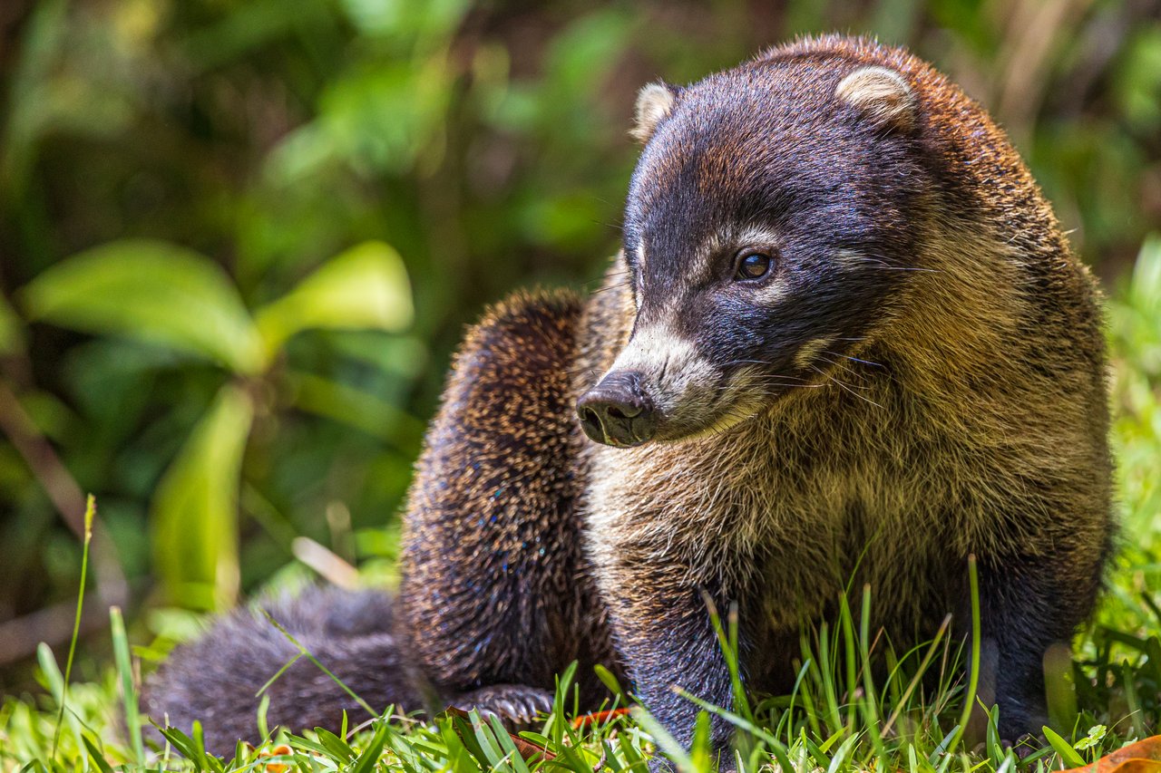 Nido Escondido, Playa Dominical
