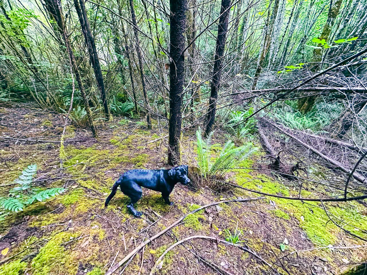 Little Forest
