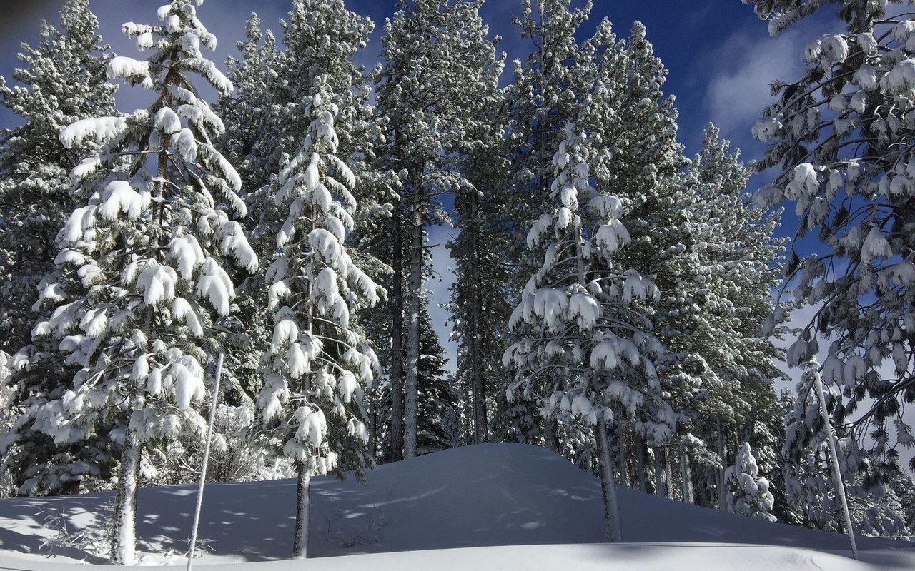 Snow-laden pine trees rise above deep snowdrifts beneath a clear blue sky.