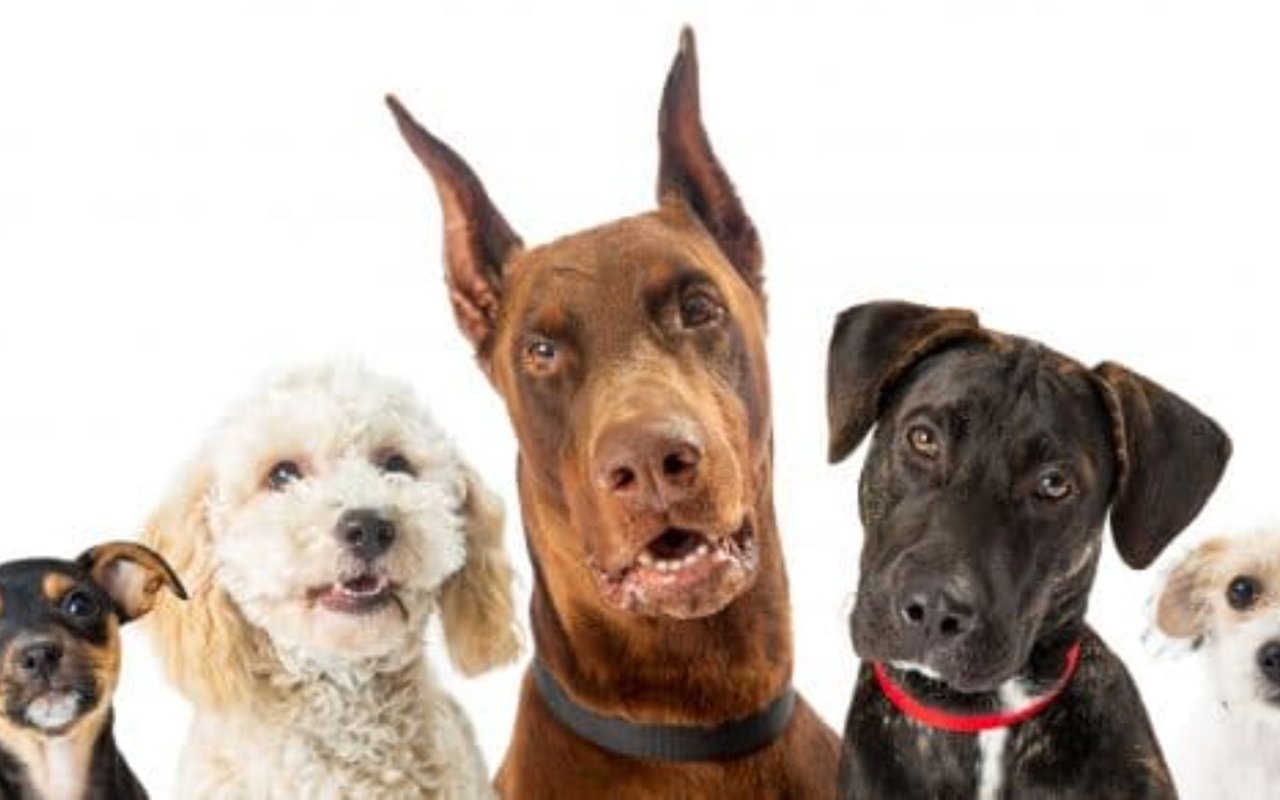 “Doggone Dazzling Open House Tours!”