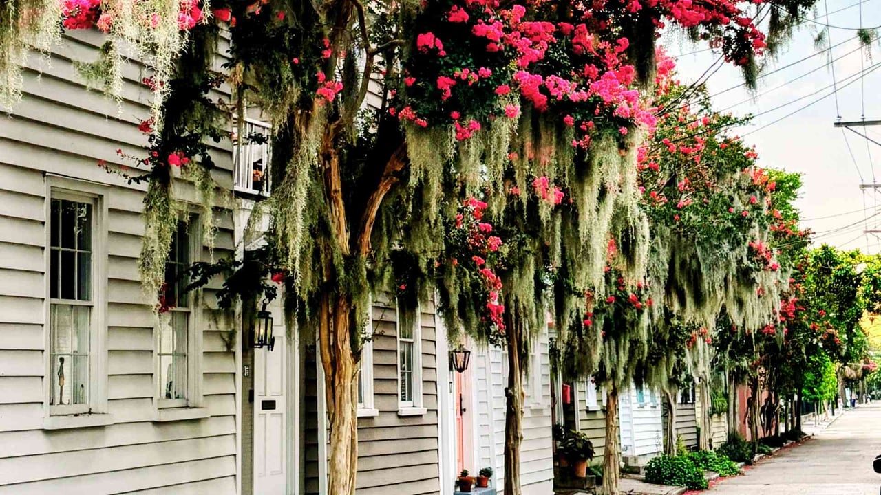 Colorful crepe myrtles and historic homes in Charleston during summer