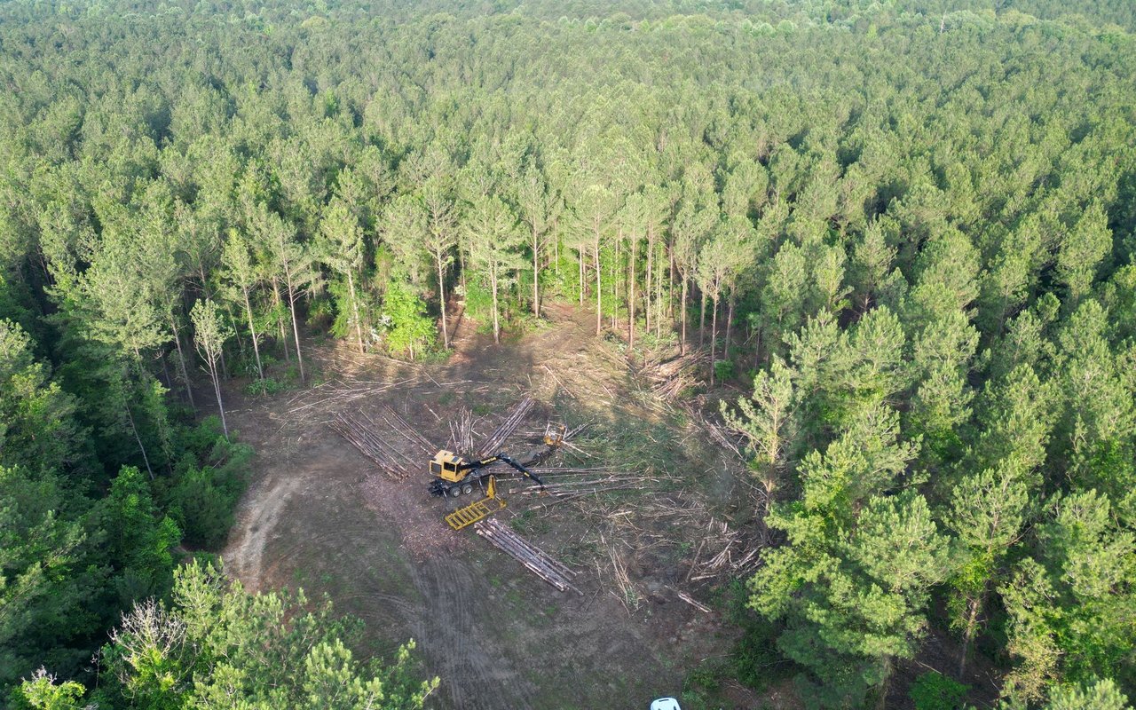 Understanding Land & Timber Investments in Alabama
