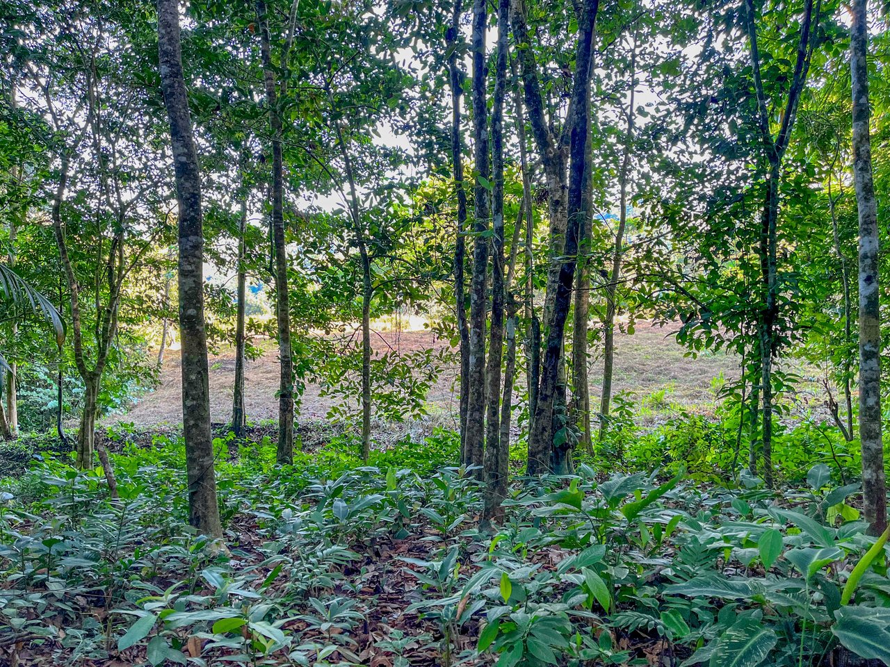 7 ACRES – Mountain Views! Large Building Area, Walking Distance To The Largest Waterfall In The Area, Public Road, Private Setting, Ready To Build, 20Min to Dominical!!