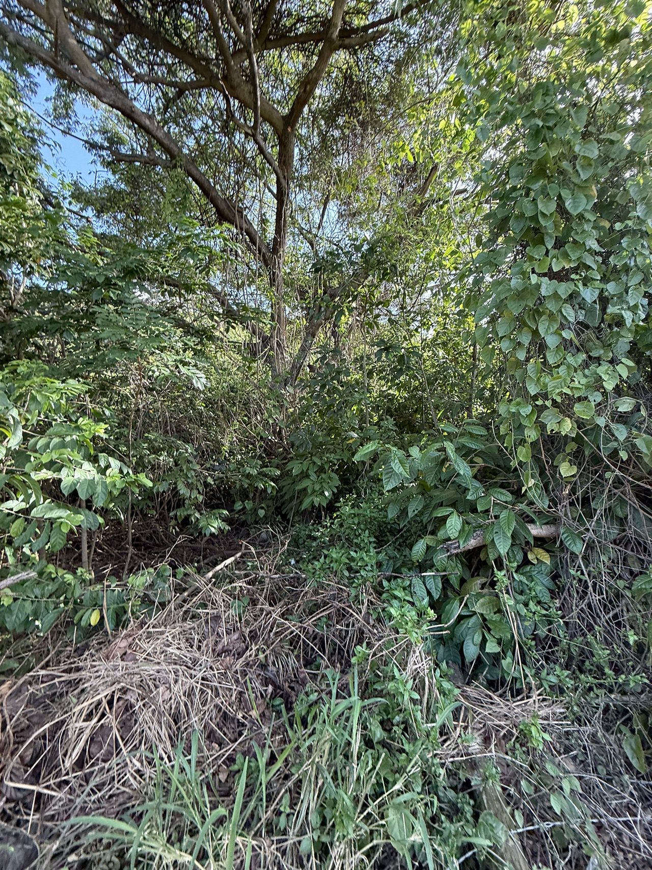 1081 Josiah's Bay 1 Acre Land