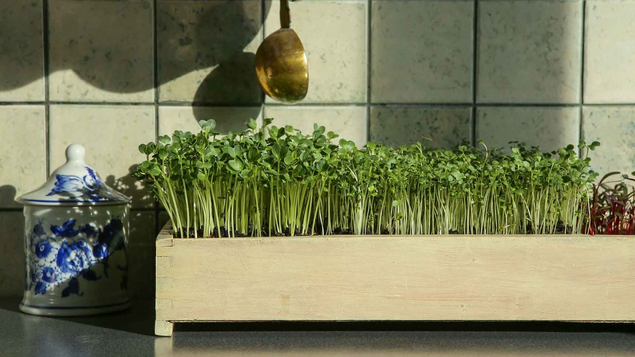 Tips for Growing Greens in Your Home
