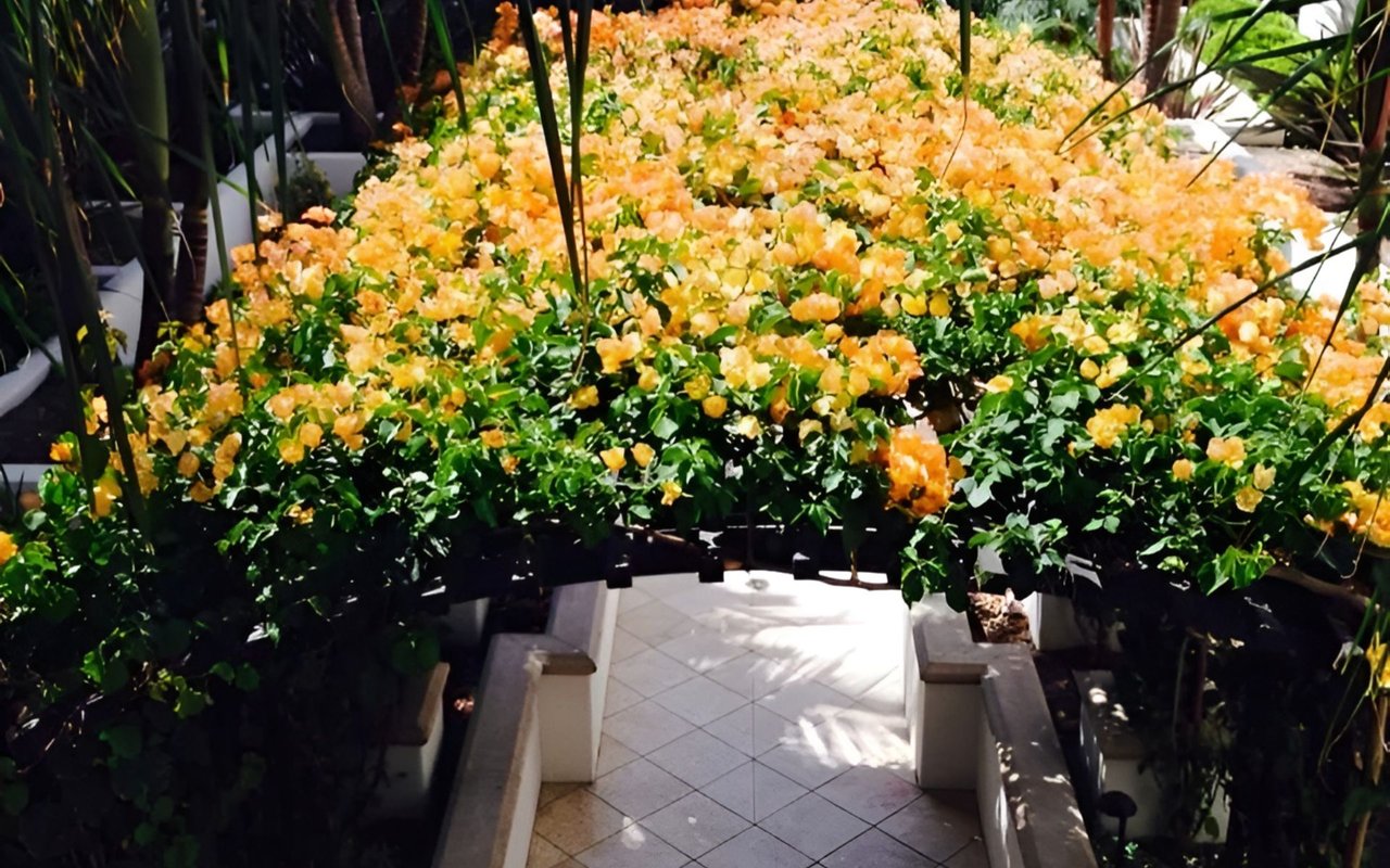 Peach bougainvillea flowers cover a garden trellis over a tiled walkway with built-in seating.