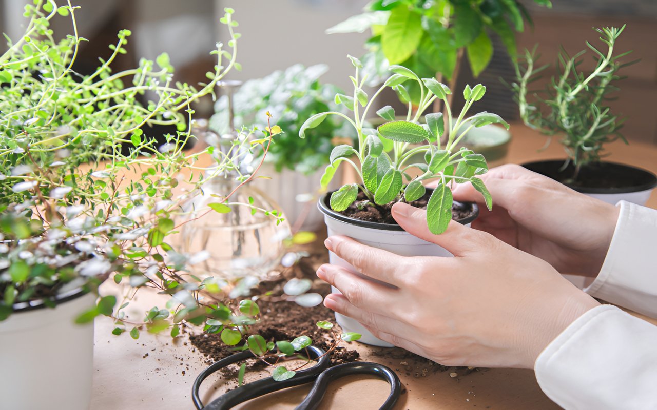 Beginner's Guide To Starting An Indoor Food Garden In Silicon Valley