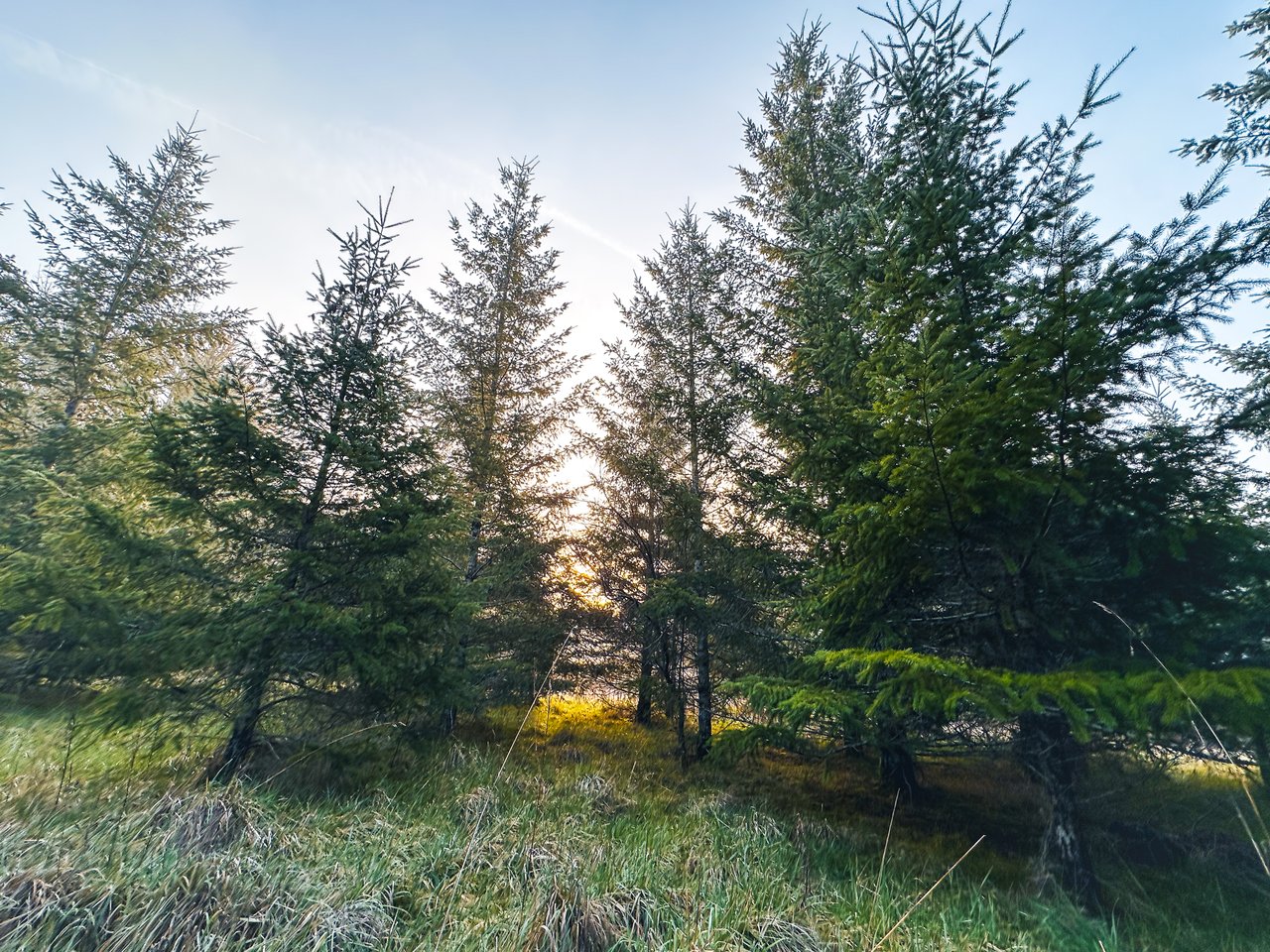 HARRIS FARM & FOREST