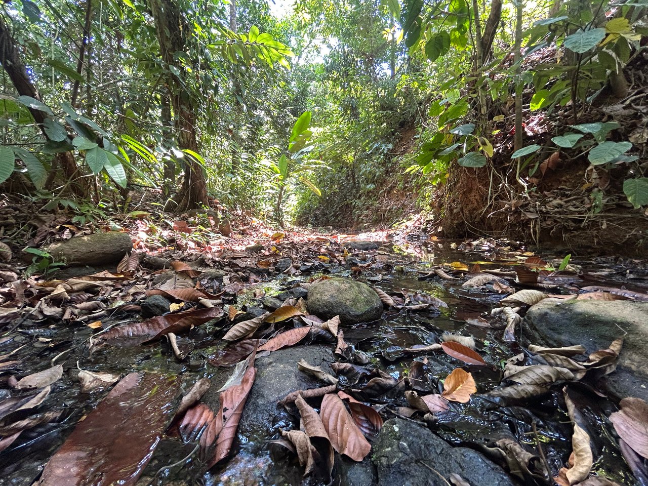 Prime 1.24-Acre Land in Matapalo / San Andrés – Ready to Build