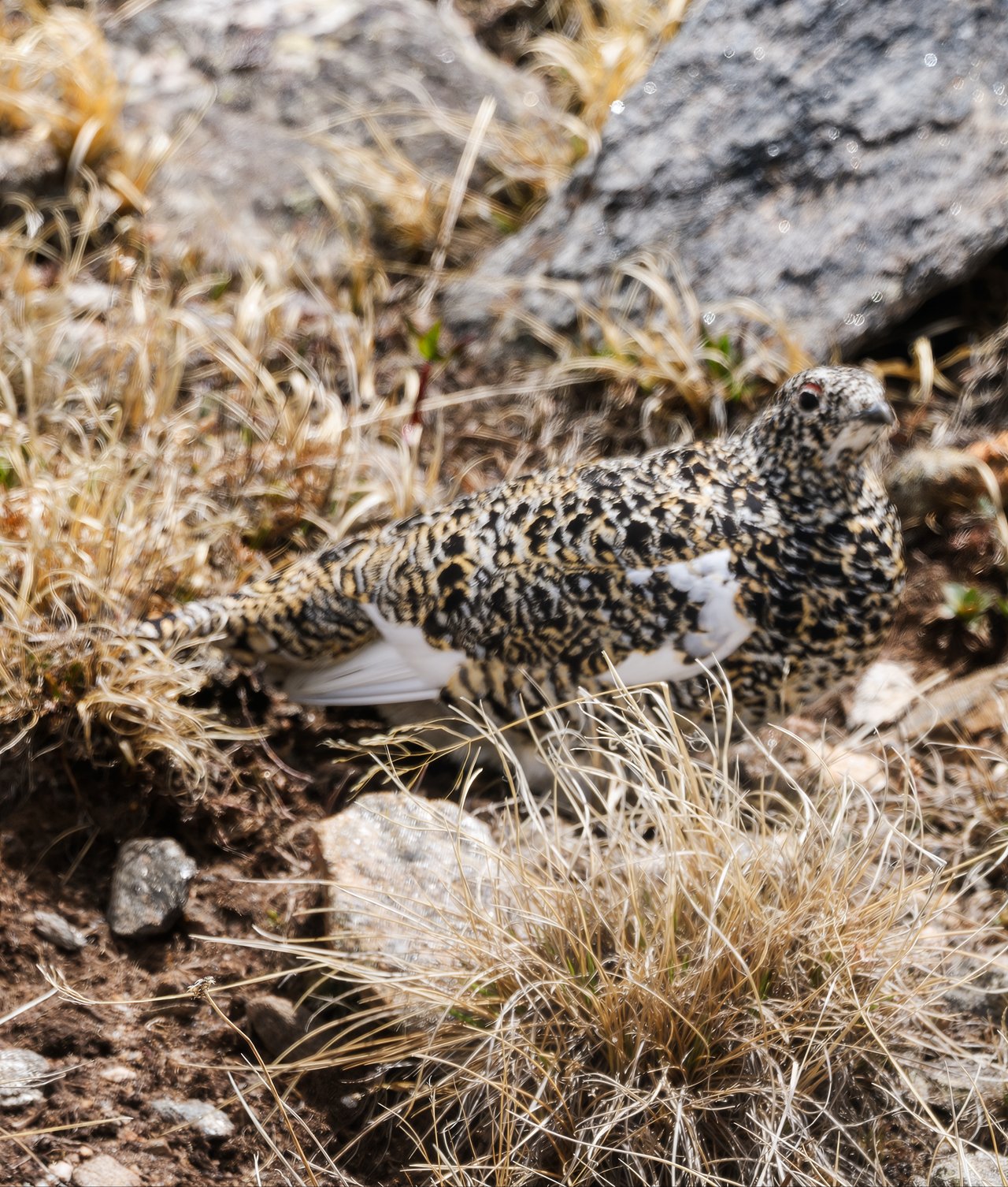 Into the Wild: Discovering Rocky Mountain National Park with Monica