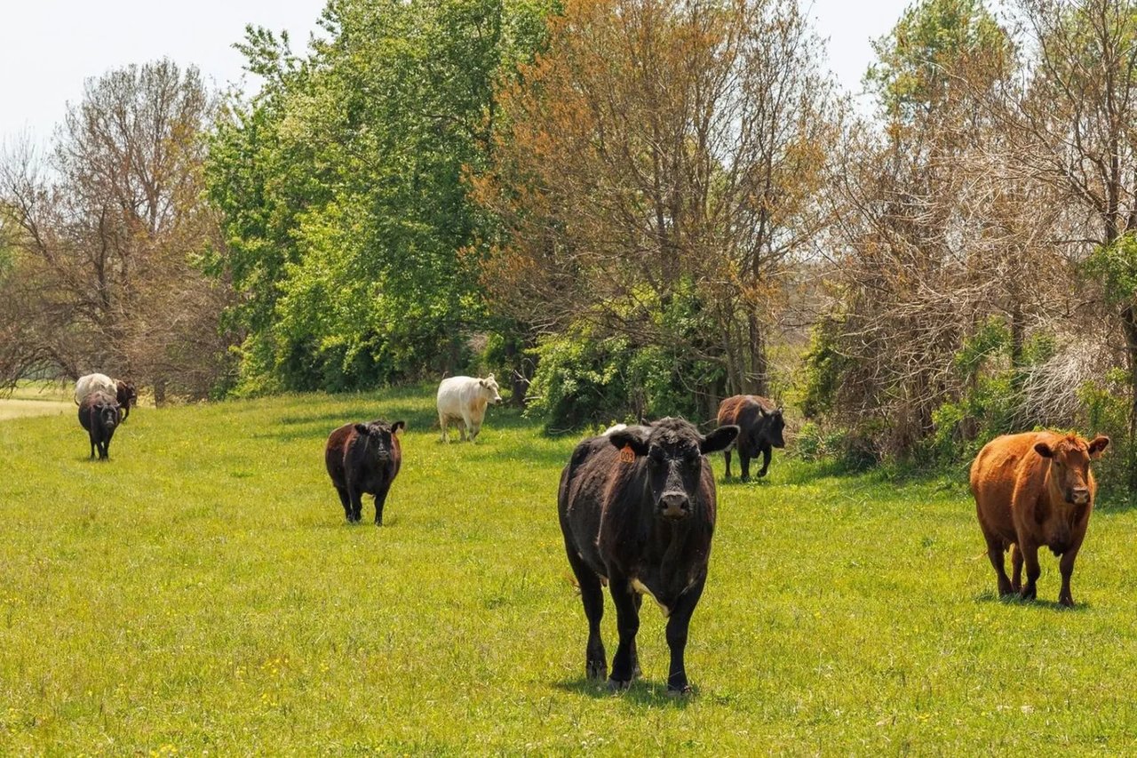 Cattle graze in a grassy pasture bordered by trees, with a black cow in the foreground.