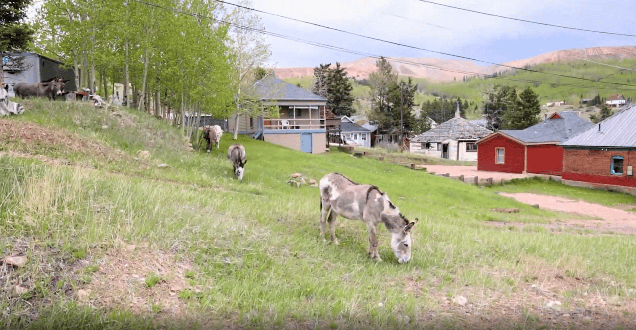 A Colorado Classic: Inside Cripple Creek’s Donkey Derby Days