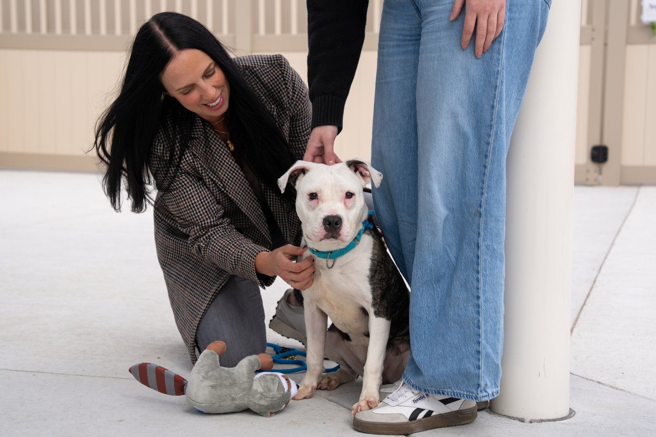 A woman pets a white-and-black shelter dog beside a plush toy.
