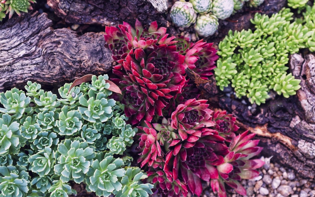 The Art of Luxury Landscaping in Desert Environments