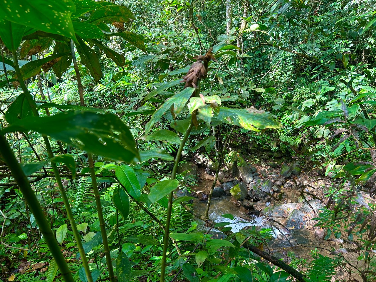 Selva Vista Estate – 5.9 Acres of Wild Beauty