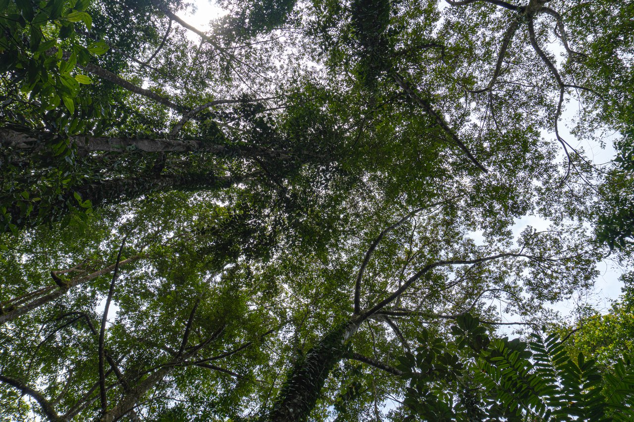 Serene Costa Rican Jungle Retreat with Waterfalls & Wildlife