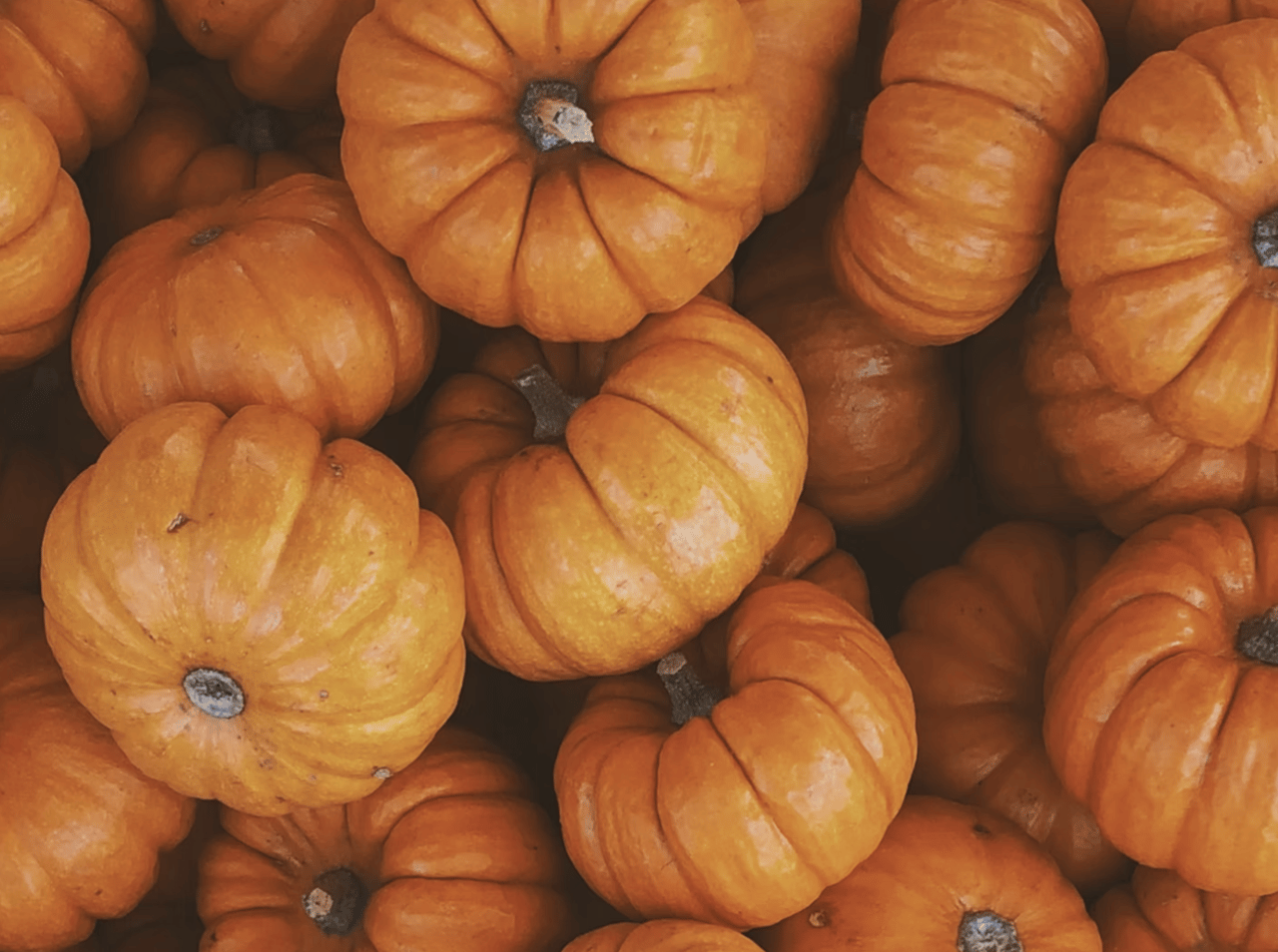Pumpkin Patches Around Austin cover