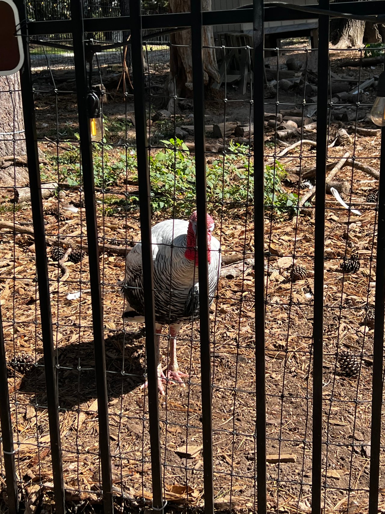 Buckhead Goats: A Unique Charm in the Heart of Atlanta