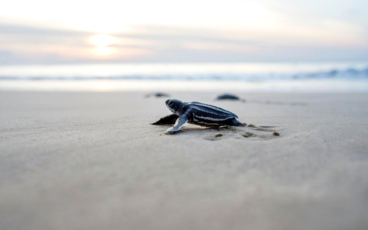 The Top Attractions in Boca Grande, FL For Locals or Tourists