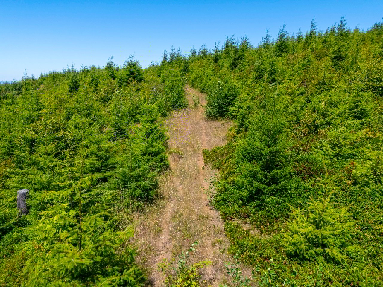 Alsea Estuary Forestland
