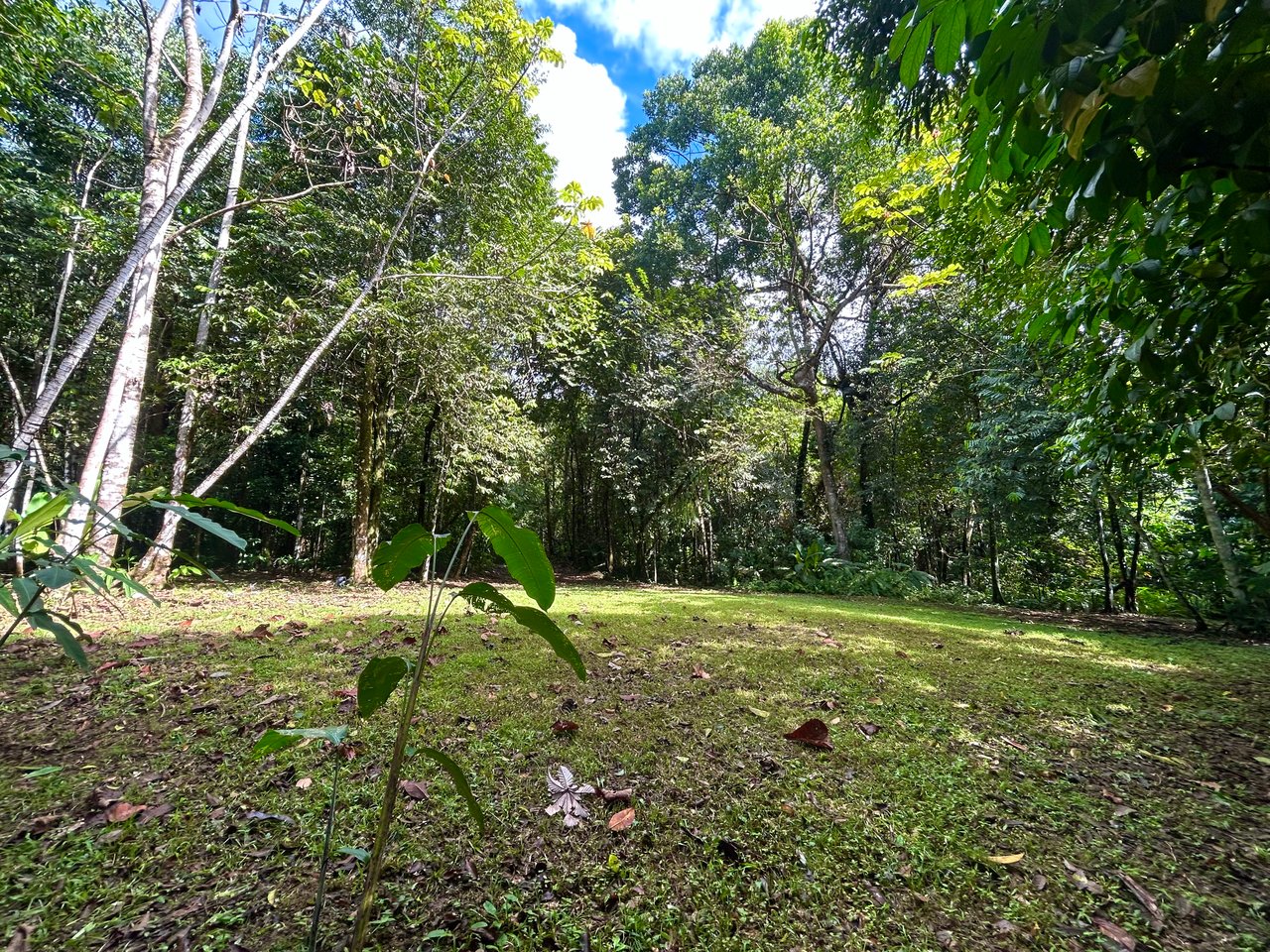 Selva Vista Estate – 5.9 Acres of Wild Beauty