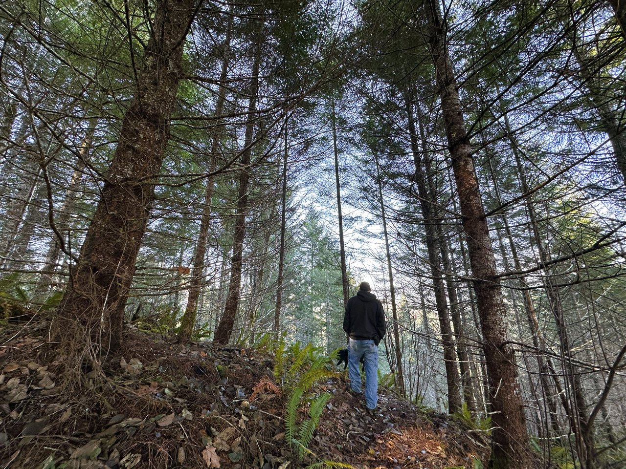 Rust Road Forest