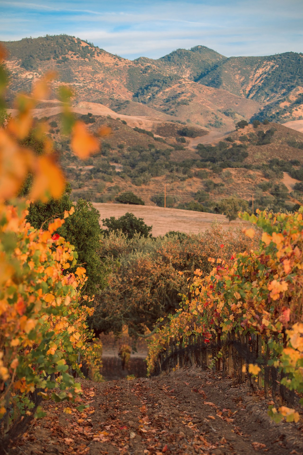 Rancho la Zaca