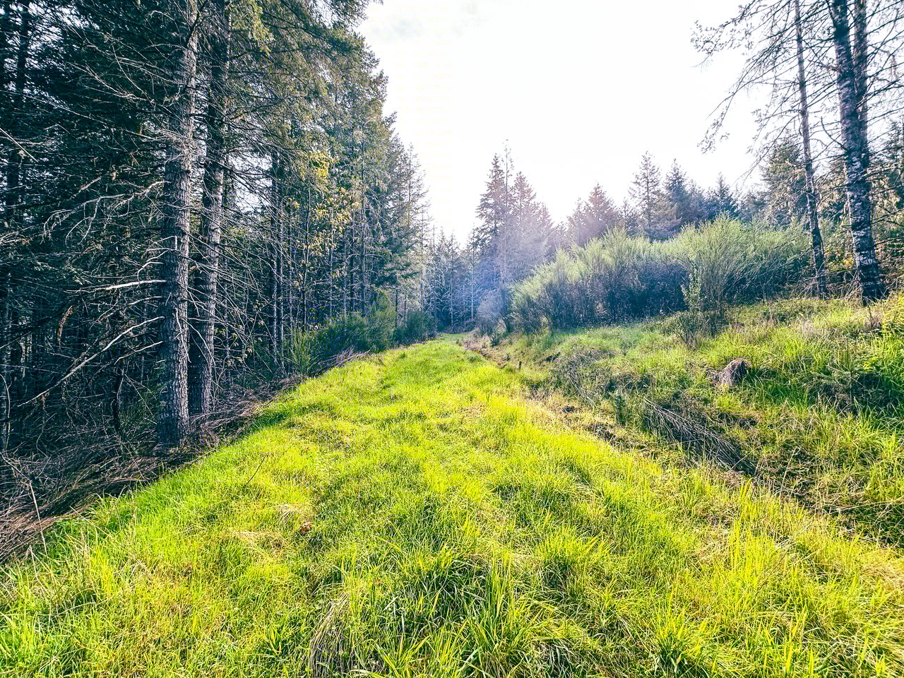 Liberty Forest Auction