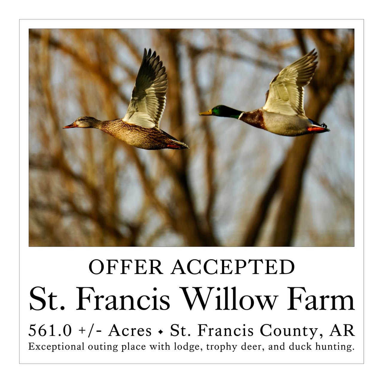 St. Francis Willow Farm