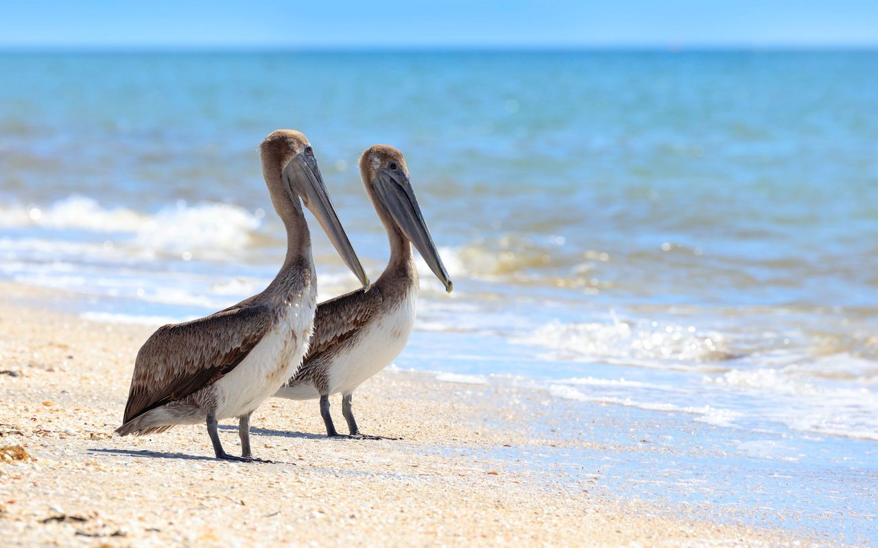 Sanibel